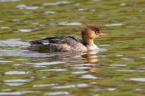 Red-breasted Merganser