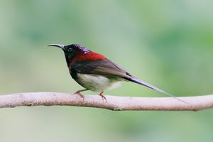 Black-throated Sunbird