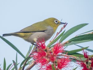 Swinhoe's White-eye