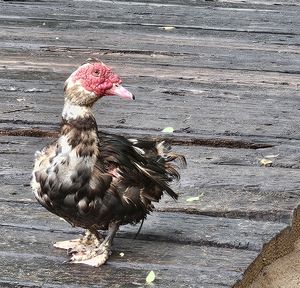 Muscovy Duck
