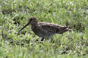 Pin-tailed Snipe