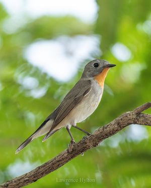 Taiga Flycatcher