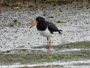 Eurasian Oystercatcher