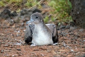 Wedge-tailed Shearwater