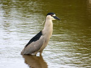 Black-crowned Night Heron