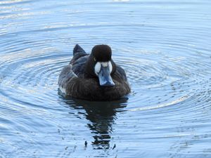 Greater Scaup