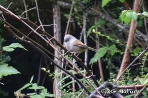 Grey-hooded Fulvetta