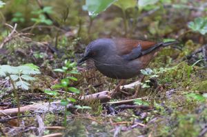 Maroon-backed Accentor