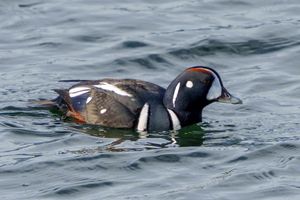 Harlequin Duck