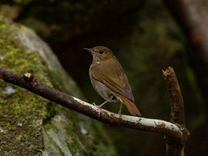 Rufous-tailed Robin