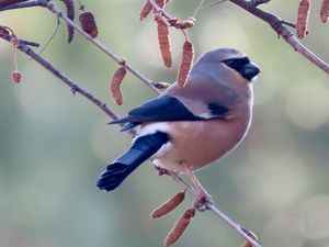 Grey-headed Bullfinch