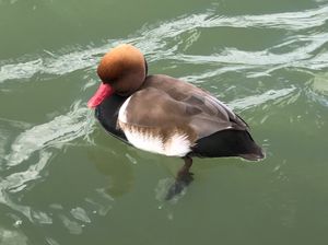Red-crested Pochard