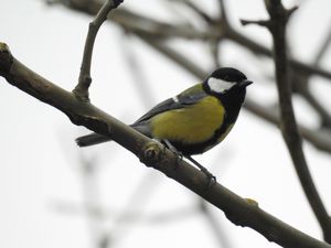 Great Tit