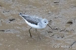 Common Greenshank