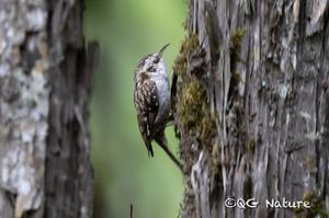 Hodgson's Treecreeper