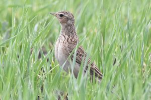 Eurasian Skylark