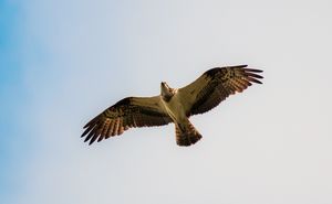 Osprey