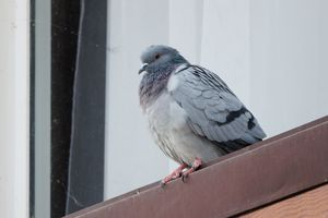 Hill Pigeon