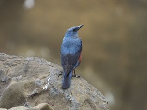 Blue Rock Thrush