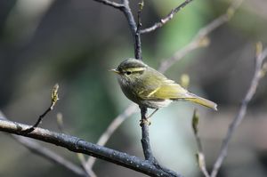 Blyth's Leaf Warbler