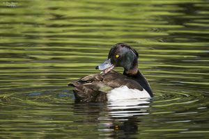 Tufted Duck