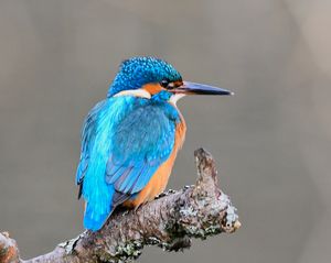 Common Kingfisher