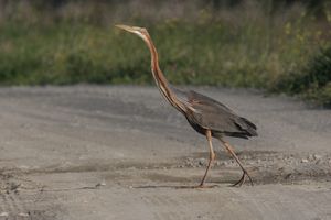 Purple Heron