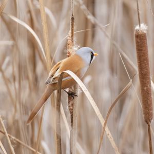 Bearded Reedling
