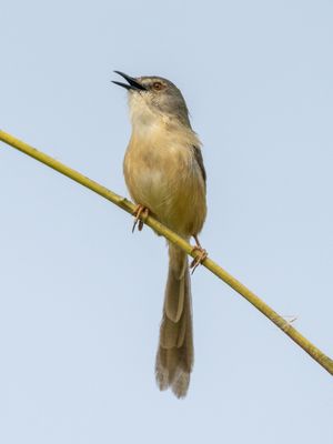 Yellow-bellied Prinia