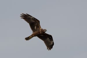 Eastern Marsh Harrier