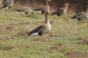 Greater White-fronted Goose