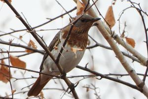 Red-throated Thrush