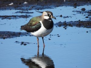 Northern Lapwing