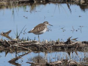 Wood Sandpiper