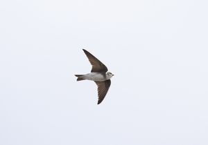 Pale Martin
