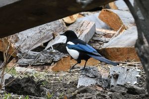 Black-rumped Magpie