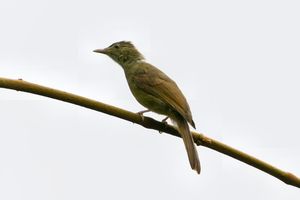 Grey-eyed Bulbul