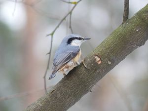 Eurasian Nuthatch