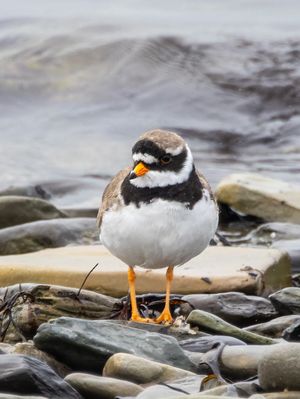 Common Ringed Plover