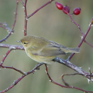 Common Chiffchaff