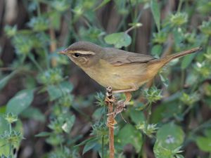 Radde's Warbler