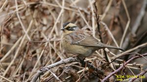 Siberian Accentor