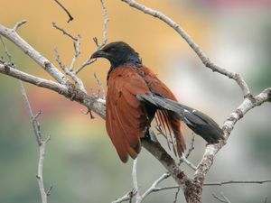 Greater Coucal