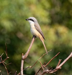 Brown Shrike