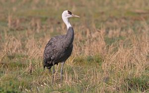 Hooded Crane