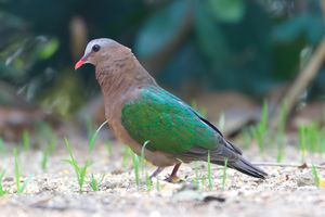 Common Emerald Dove