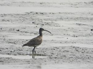 Eurasian Whimbrel