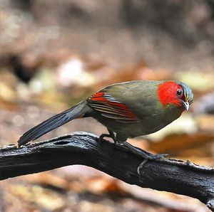 Scarlet-faced Liocichla