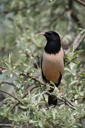 Rosy Starling