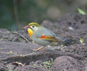 Red-billed Leiothrix